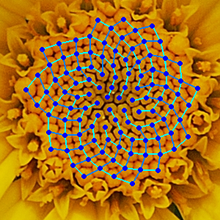 Fibonacci sequence in a chamomile