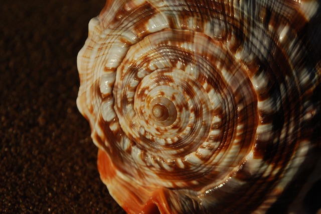 fibonacci seashell